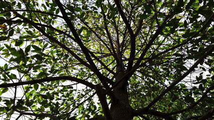 Tree silhouette with green branches and leaves. The shape or form of a big tree in nature is beautiful in view below, full frame. Selective focus