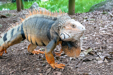 Green Iguana (Iguana Iguana) Large Herbivorous Lizard Walking on the Ground in Medellin, Colombia
