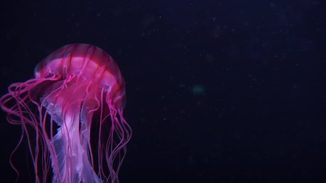 colours jellyfish