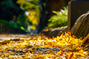 【横浜 山下公園付近】イチョウの並木道