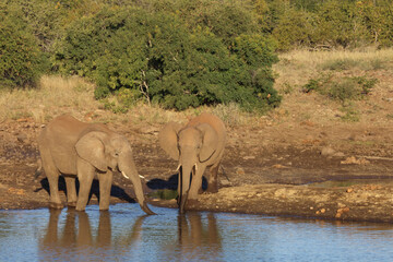 Obraz premium Afrikanischer Elefant / African elephant / Loxodonta africana