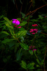 red rose in the garden