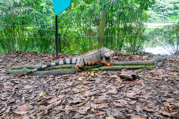 Green Iguana (Iguana Iguana) Large Herbivorous Lizard Staring on the Ground