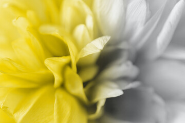 Illuminating Yellow and Ultimate Gray colors macro flower background. Extreme closeup. Creative design demonstrating colors of the year 2021
