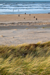 Green grass protects sandy dunes from wind on wide windy beach of North sea near Zandvoort in...