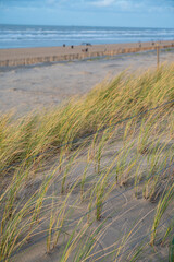 Fototapeta na wymiar Green grass protects sandy dunes from wind on wide windy beach of North sea near Zandvoort in Netherlands