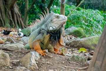 Green Iguana (Iguana Iguana) Large Herbivorous Lizard Walking around Stones in Arid Ground