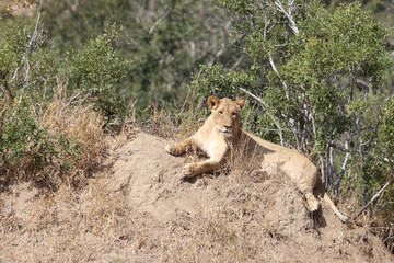 Afrikanischer Löwe / African lion / Panthera Leo.