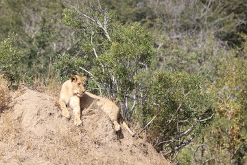 Afrikanischer Löwe / African lion / Panthera Leo.
