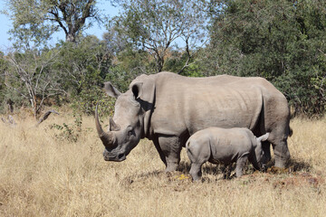 Fototapeta premium Breitmaulnashorn / Square-lipped Rhinoceros / Ceratotherium Simum