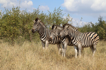 Fototapeta premium Steppenzebra / Burchell's zebra / Equus burchellii