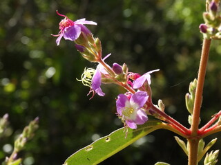 Flor do Cerrado