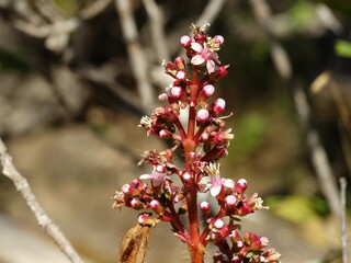 Flor do Cerrado