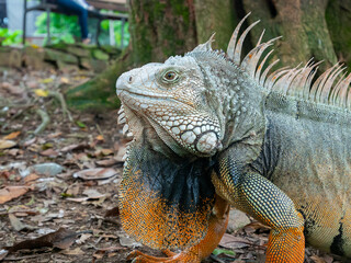 Green Iguana (Iguana Iguana) Large Herbivorous Lizard Staring on the Ground in Medellin, Colombia