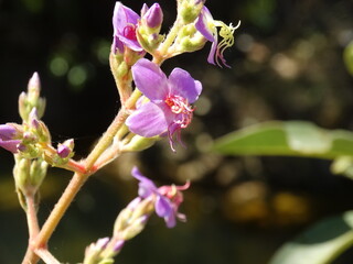 Flor do Cerrado