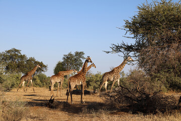 Naklejka premium Giraffe / Giraffe / Giraffa Camelopardalis