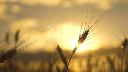 Wheat ears in sun. Grain field. Time to harvest. Cleaning. Spikelets of wheat with grain shakes wind. Cereal harvest ripens in summer. Agricultural business. environmentally friendly wheat.