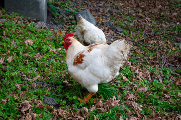 Two white mature chickens feeding in a farmyard.  The free range chick has a bright red comb and clean white feathers. The ground is green with orange leaves. The domestic birds or pets are outdoors.