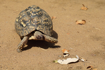 Leopardenschildkröte / Leopard tortoise / Geochelone pardalis