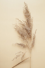 Dry pampas grass reeds agains on beige background. Beautiful pattern with neutral colors. Minimal,...