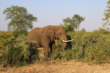 Fototapeta premium Afrikanischer Elefant / African elephant / Loxodonta africana