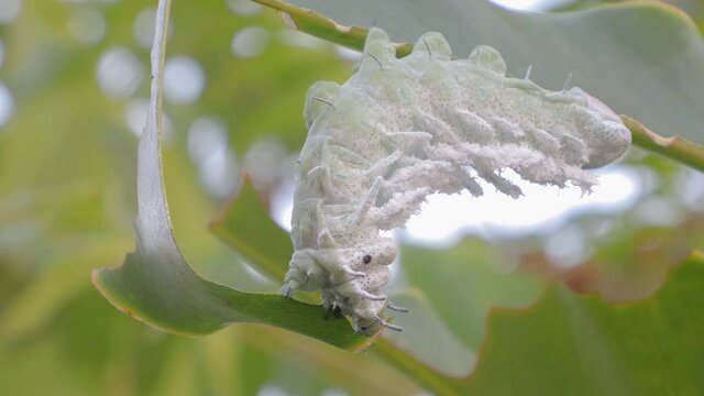 Attacus atlas moth Caterpillar or Giant moth
