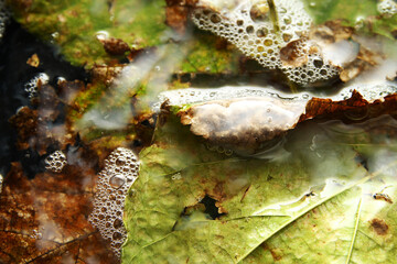 Wet leaf in soapy water