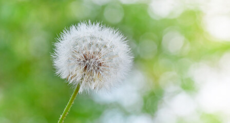 Obraz premium Dandelion flower over green natural bokeh lights background 