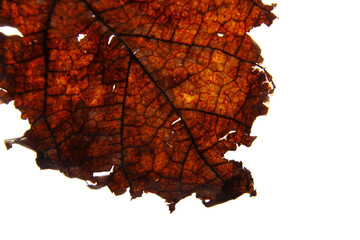 Close up of dried mulberry leaf