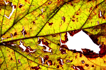 Close up of dried mulberry leaf