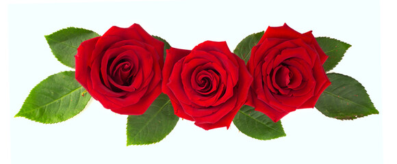 Red rose flowers and leaves on white
