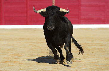 spanish bull with big horns on the bullring arena in  a traditional spectacle of bullfight