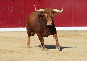 spanish bull with big horns on the bullring arena in  a traditional spectacle of bullfight