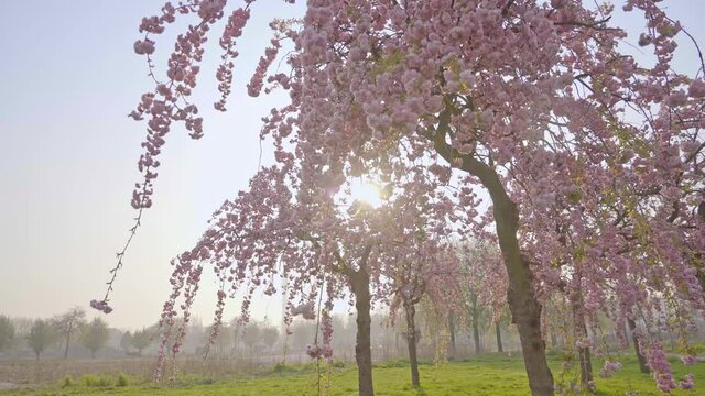 Scenic cherry blossom trees in the park, drooping flower branches, backlight