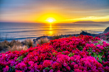 Fototapeta na wymiar Bougainvillea Plants at Sunset, Sunrise, Ocean, sun