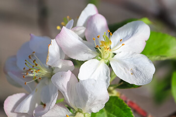 Fototapeta na wymiar Closeup of white and pink apple blossoms