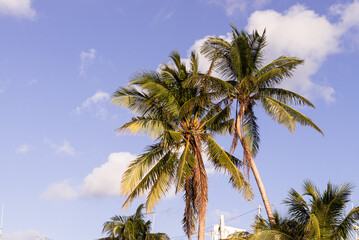 Fototapeta na wymiar Two palms in Holbox Island 