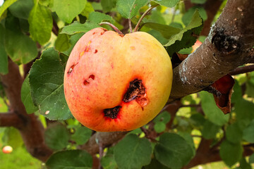 The side view of an apple ruined by codling moths