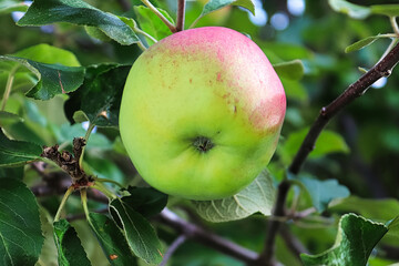 The bottom of a blushed apple hanging on branch
