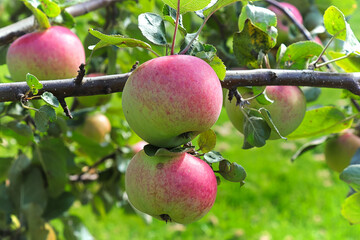 Ripe blused apples hanging on a tree ready for picking