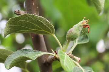 Small apples buds at the fruit set stage