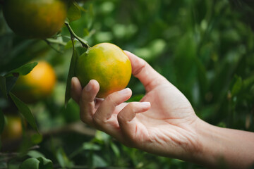 Close up of gardener hand holding an orange and checking quality of orange in the oranges field...