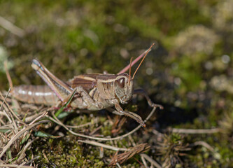 cricket macro shot at mont royal