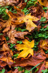 autumn leaves on the ground
