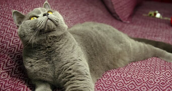 Gray fluffy British Shorthair cat lying on a damson color bedspread and looking around