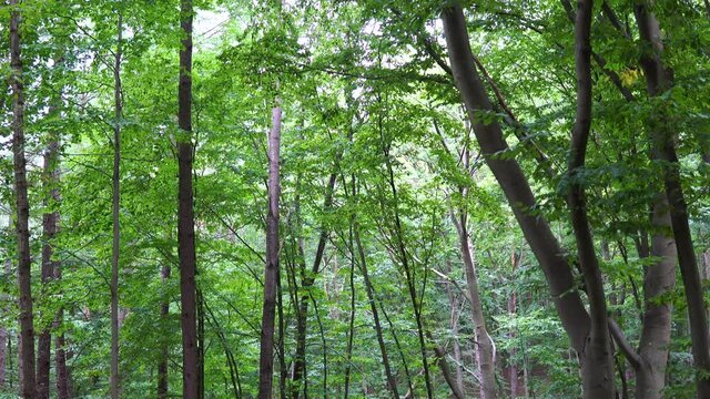 Dense green forest with tall trees. Looking up to the treetops. Tilt up