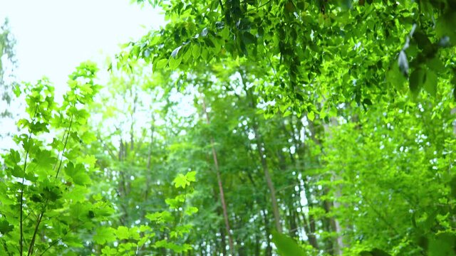 Looking up to the bright sky through green leaves. Tilt up