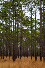 Trees in Longleaf Pine Savanna Portrait Orientation