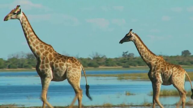 Giraffe animals walking in field or zoo in daytime in grass area