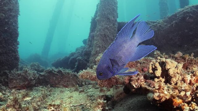 Southern Blue Devil Fish Paraplesiops meleagris endemic Southern Australia 4k slow motion